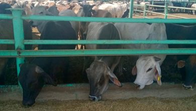 9d538c06 2fef 456f B2f3 Cd46e045a67d