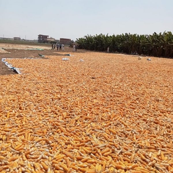 0f0b7274 3c7b 4483 91b5 5993c5f5782f