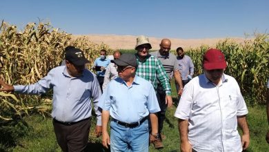 8a56d5db 65f0 4a98 Ba3d Dd7360dd1b35