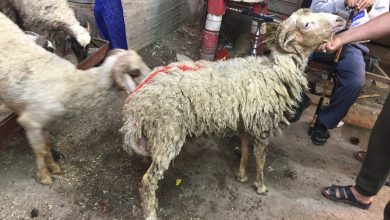 19b95ea0 6991 4489 Beae C82876adf61e