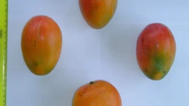 4062e0756166af333869771ca7296cde