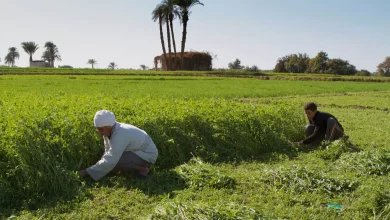 غرينبيس الشرق الأوسط وشمال أفريقيا توصي بتعزيز الاستثمارات الخضراء العادلة والشاملة في مصر