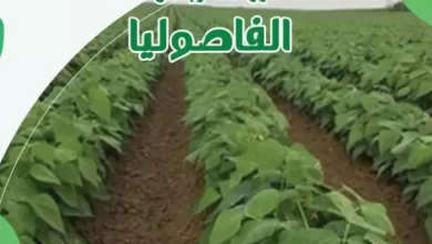 405246155873df9fda13bcc5a4020f66