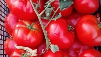 4096421e40fdfca08803d64347651667