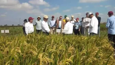 D29084835d4492fbdea4e76537a20fb9