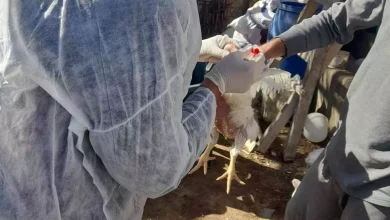 3b09b63df37d5213248c32bcf2931395