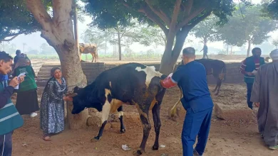 F6ae45cd23a88f8a15e252e823fc9bd5