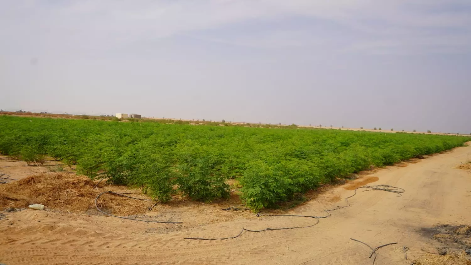 0162a8075efafa5461a003e3e7bc156d