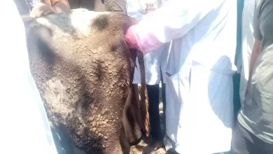 55c62a03259d6ed9682d10df837ef5a9