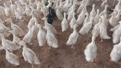 83f31ba7b57189781a02f0c6f2db864f