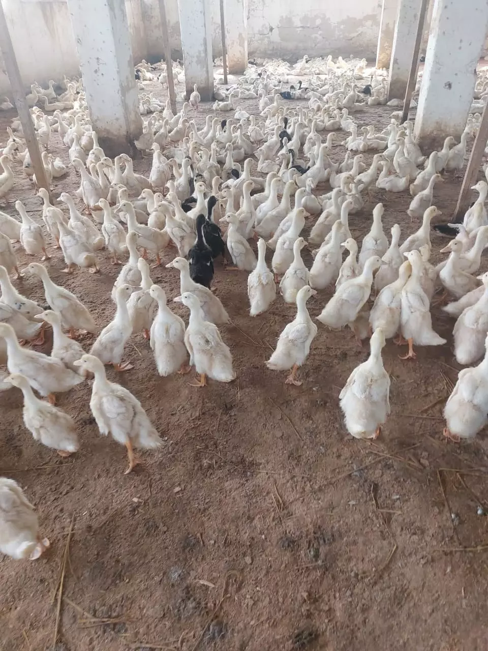 83f31ba7b57189781a02f0c6f2db864f