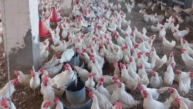 9bc268e2648488e792e17c1db5b188af