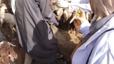 F53dcfd3cb88763339df47fe5e3e62d7