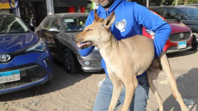 6402a7db26ee77021243d0760cc49e61