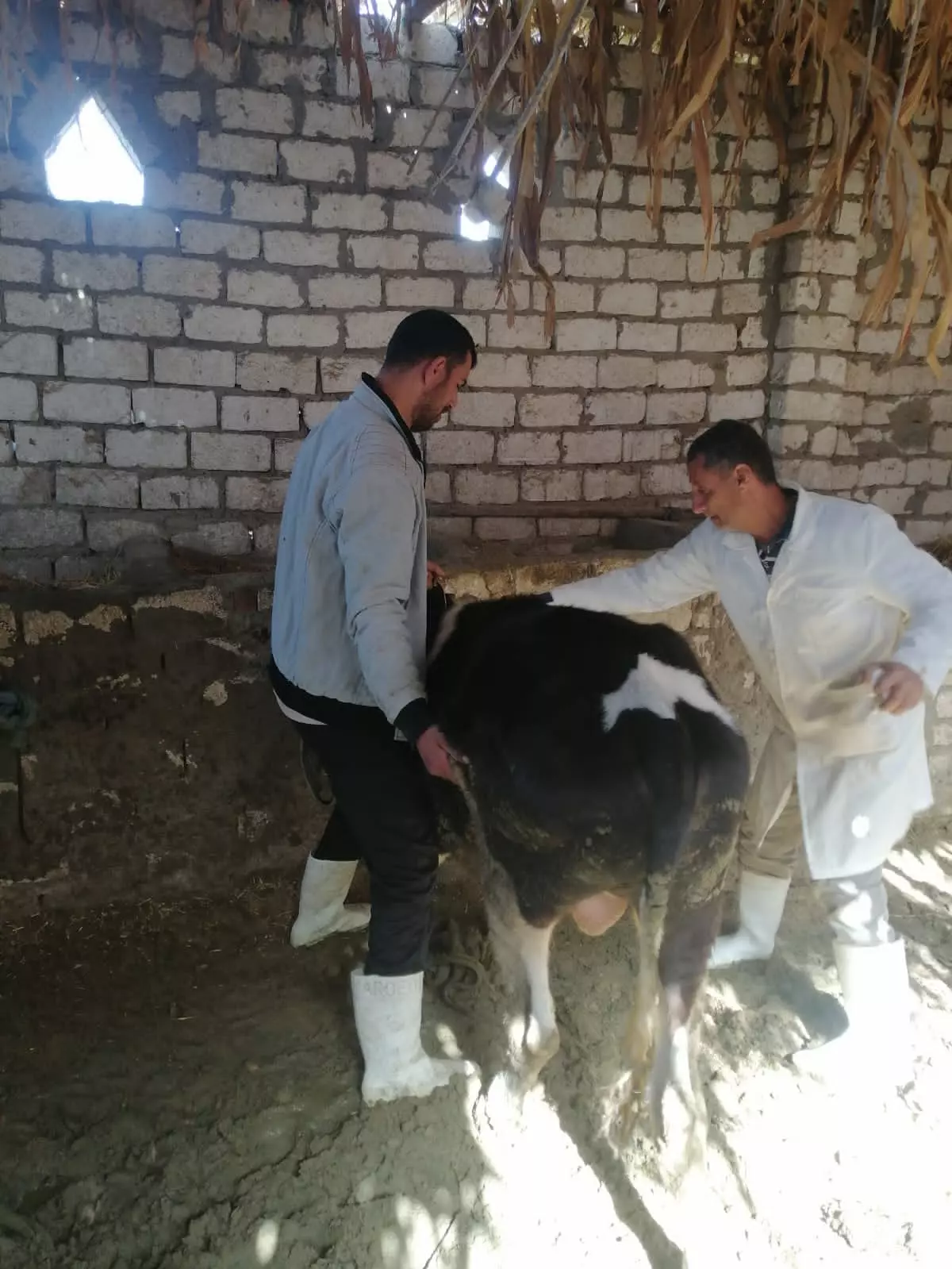 Ca2602ef8e7bd8200df5a3acbe280494