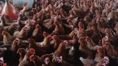 Bfff2f6eb463f7ec57ba6739b65c52c7