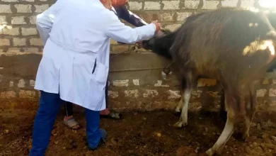 D31a17175054a28ce8eedb492243daa4