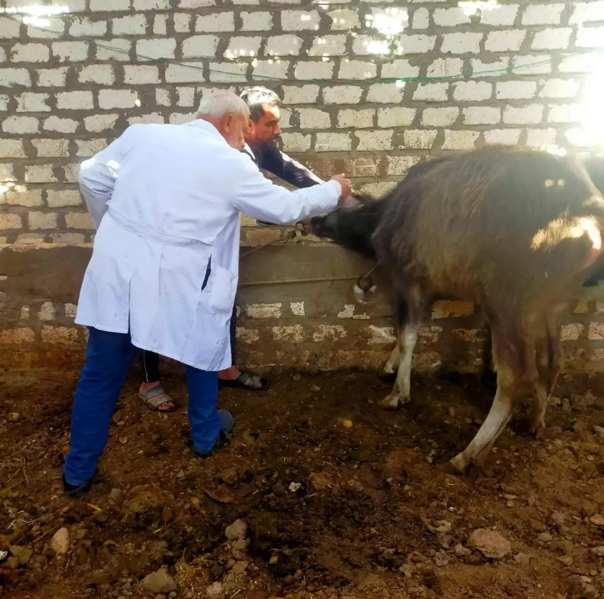 D31a17175054a28ce8eedb492243daa4