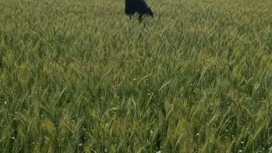 5bbb179469952c626f352b4c4bab1d64