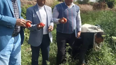 D6513dc4d5ef6abffe8eddd890636242