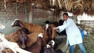 2e086a931c6411028e66e4cf77dd3525