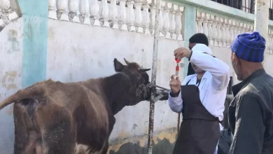 C86878018844b9556a6d0b4369c0c38f