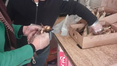 E0ec309f4f41ea16ec725261aec62897